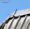 Apodidae