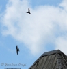 APODIFORMES