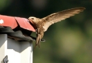 Rondone pallido Apus pallidus