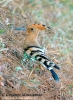 Upupidae