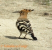 BUCEROTIFORMES