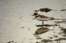 Corriere grosso Charadrius hiaticula