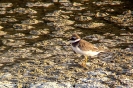 Charadriidae