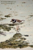 Charadriidae