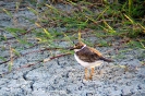 Corriere piccolo Charadrius dubius