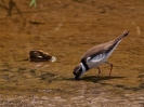 Corriere piccolo Charadrius dubius