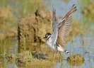 Corriere piccolo Charadrius dubius