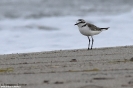 Fratino Charadrius alexandrinus