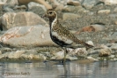 Charadriidae