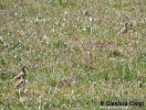 Piviere tortolino Charadrius morinellus