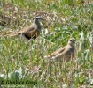 Piviere tortolino Charadrius morinellus