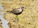 Pivieressa Pluvialis squatarola
