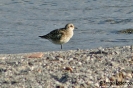 CHARADRIIFORMES