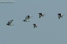 Beccaccia di mare Haematopus ostralegus