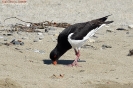 Beccaccia di mare Haematopus ostralegus