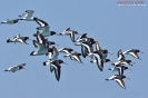 Beccaccia di mare Haematopus ostralegus