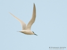 Laridae