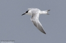 Beccapesci Sterna sandvicensis