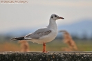 Gabbiano comune (1st-winter)