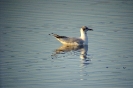 Gabbiano comune Chroicocephalus ridibundus