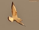 Gabbiano comune (first-winter)