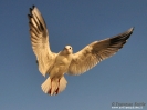 Gabbiano comune  (adult winter)
