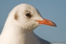 Gabbiano comune (adult winter)