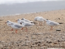 Gabbiano comune (adult winter)