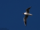 Gabbiano comune (adult summer)