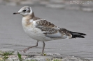 Gabbiano comune (juv)