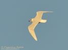 Gabbiano corallino Larus melanocephalus