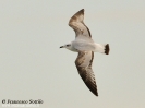 Gabbiano corallino Larus melanocephalus