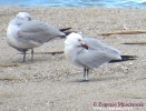 Gabbiano corso Larus audouinii