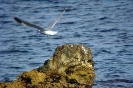Gabbiano corso Larus audouinii