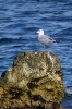 Laridae