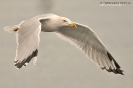 Gabbiano reale Larus michahellis