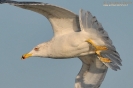 Gabbiano reale Larus michahellis