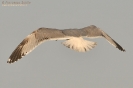 Gabbiano reale (third-winter)