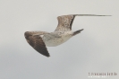 Gabbiano reale pontico Larus cachinnans 