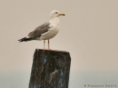 Gabbiano reale pontico Larus cachinnans 