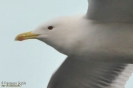 Gabbiano reale pontico (adult winter)