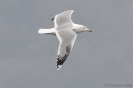 Gabbiano reale pontico Larus cachinnans 