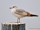 Gavina (first-winter)