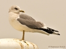 Gavina Larus canus