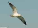 Gavina Larus canus