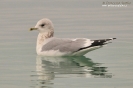 Gavina Larus canus