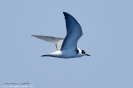 Laridae