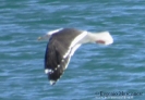 Mugnaiaccio Larus marinus 