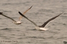 Mugnaiaccio Larus marinus 
