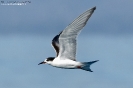 Sterna comune Sterna hirundo